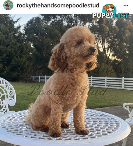 Gorgeous Bordoodle puppies