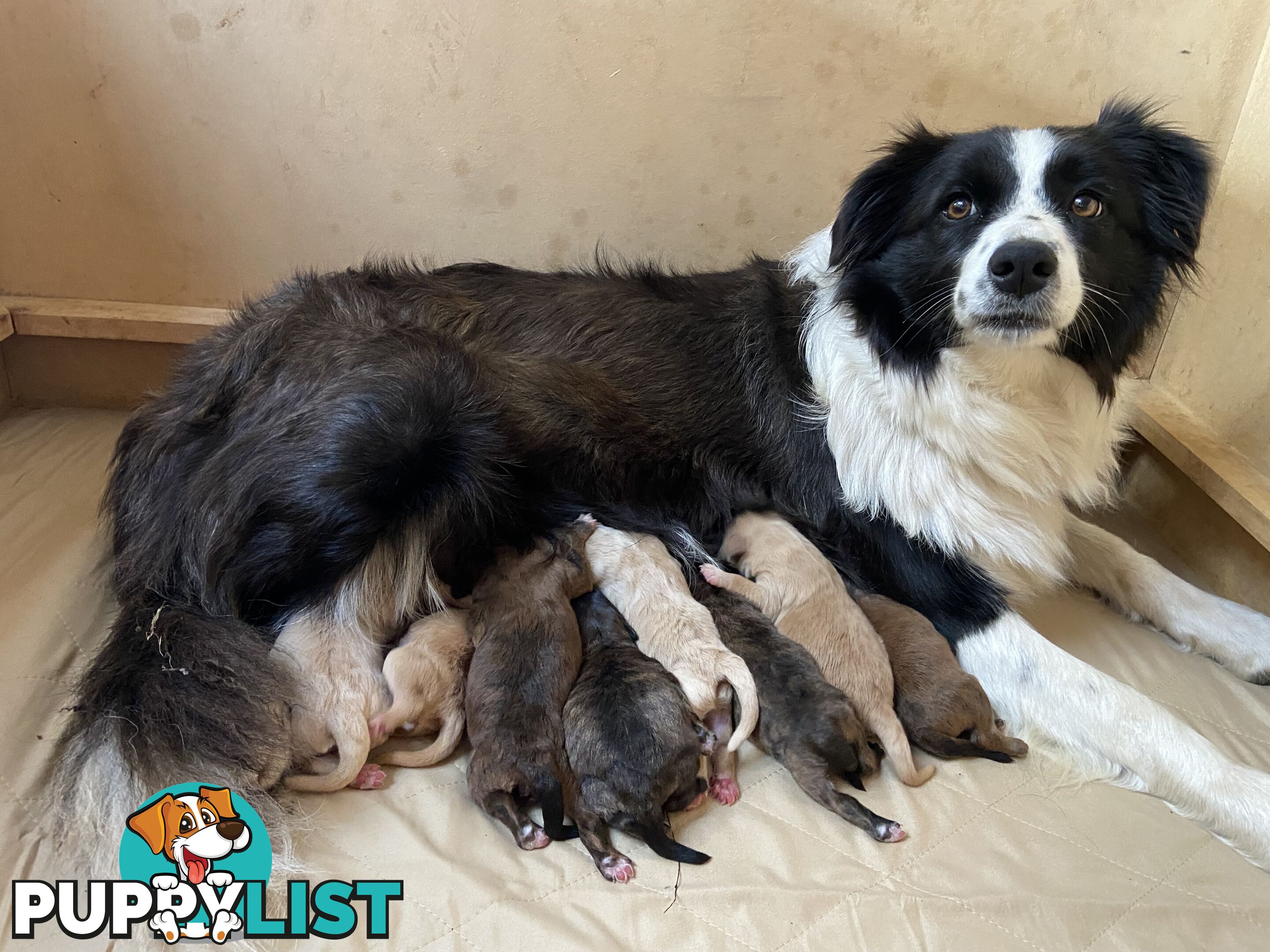 Gorgeous Bordoodle puppies