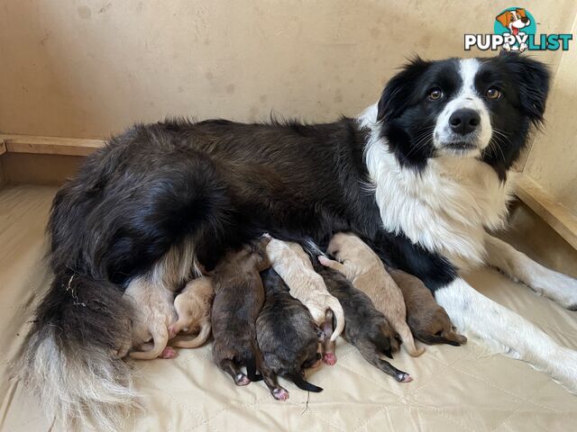 Gorgeous Bordoodle puppies