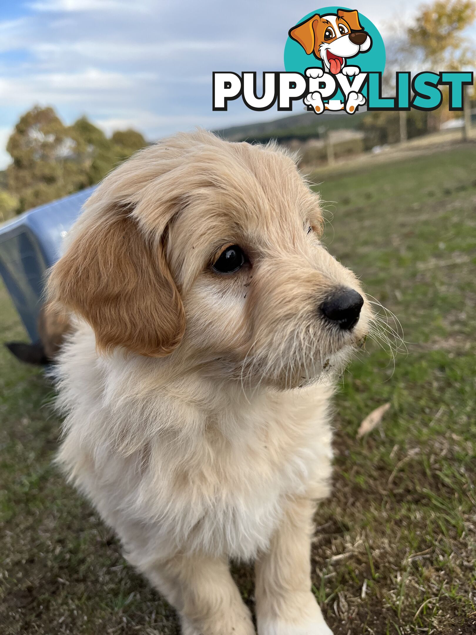 Gorgeous Bordoodle puppies