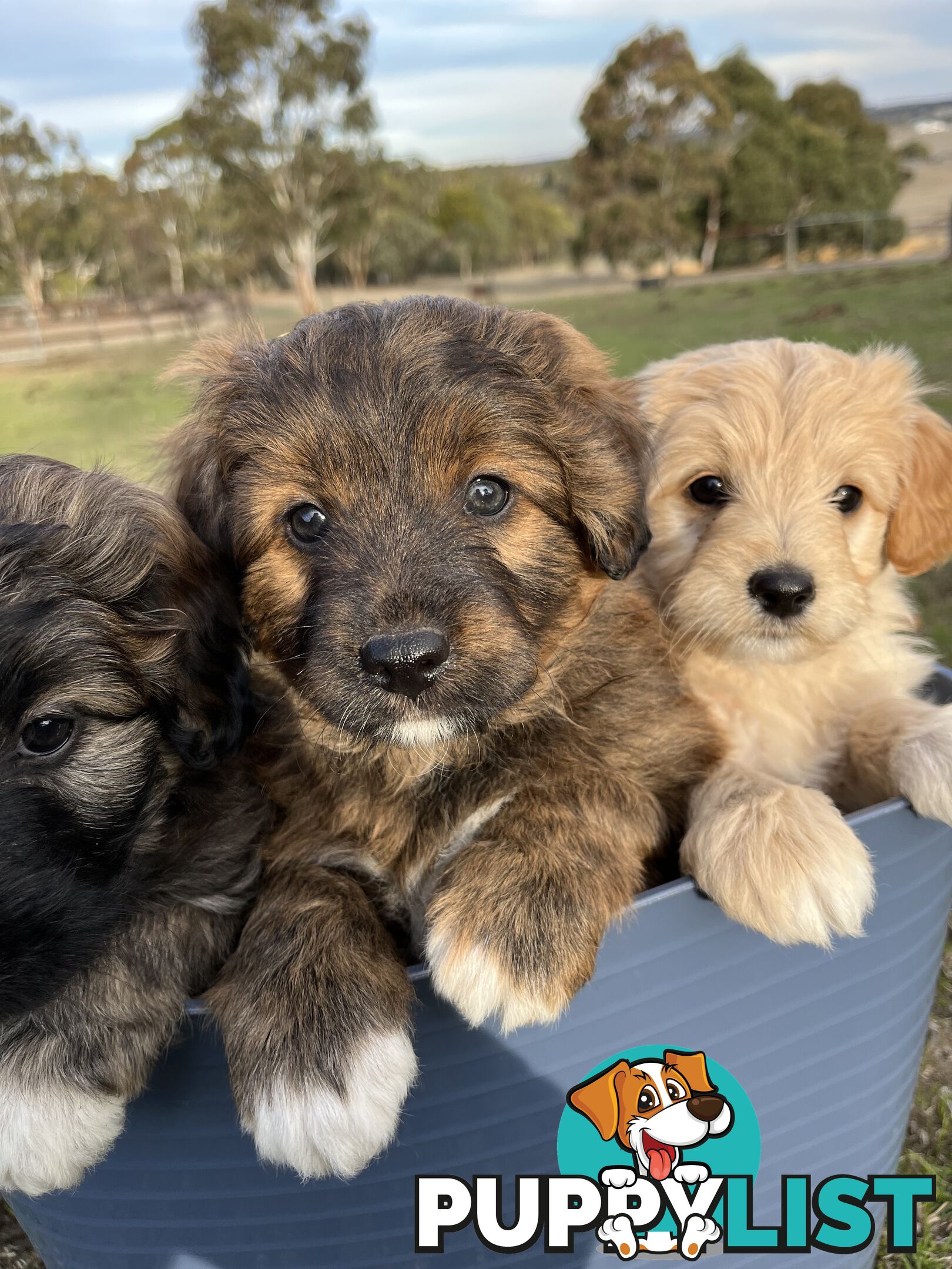 Gorgeous Bordoodle puppies