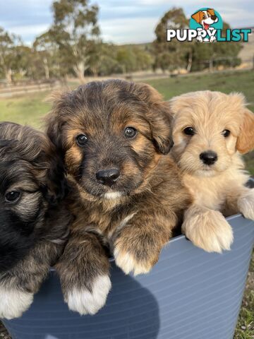 Gorgeous Bordoodle puppies