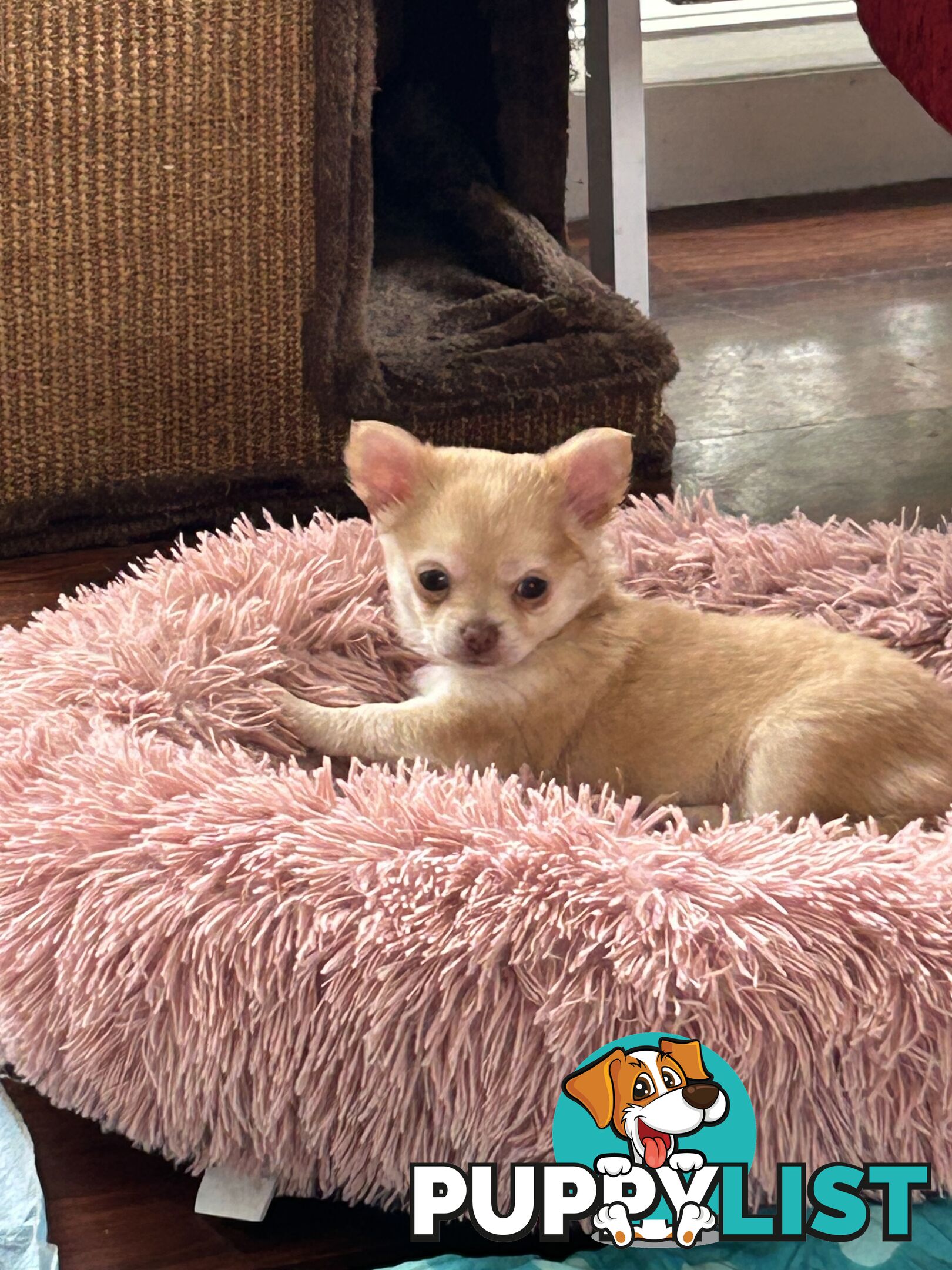 Long Haired Chihuahua Puppy for sale - to approved Homes Only