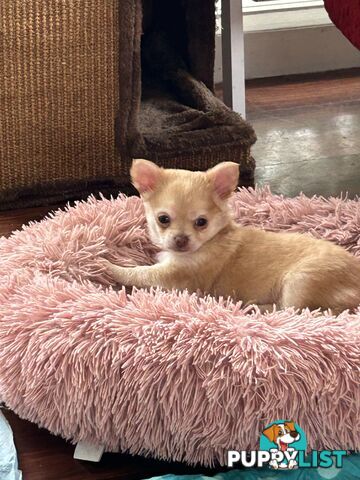 Long Haired Chihuahua Puppy for sale - to approved Homes Only