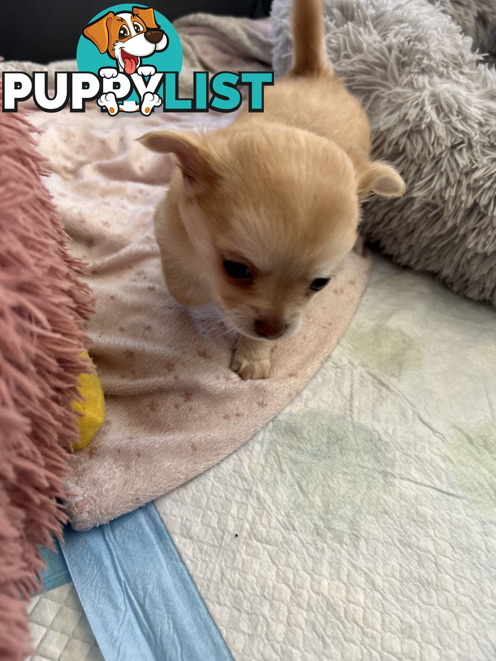 Long Haired Chihuahua Puppy for sale - to approved Homes Only