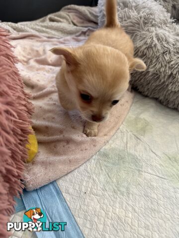 Long Haired Chihuahua Puppy for sale - to approved Homes Only