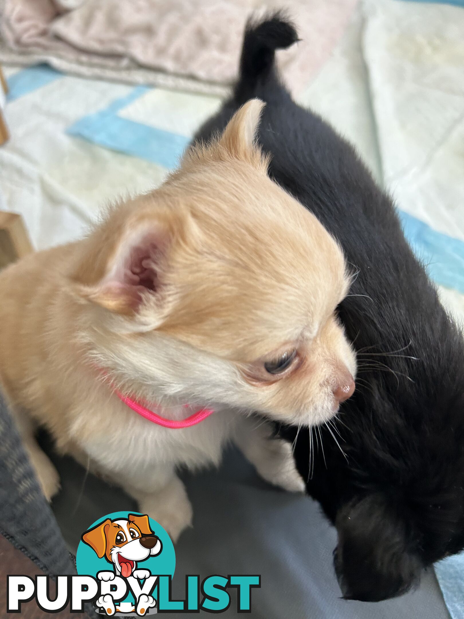 Long Haired Chihuahua Puppy for sale - to approved Homes Only