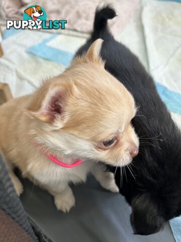 Long Haired Chihuahua Puppy for sale - to approved Homes Only