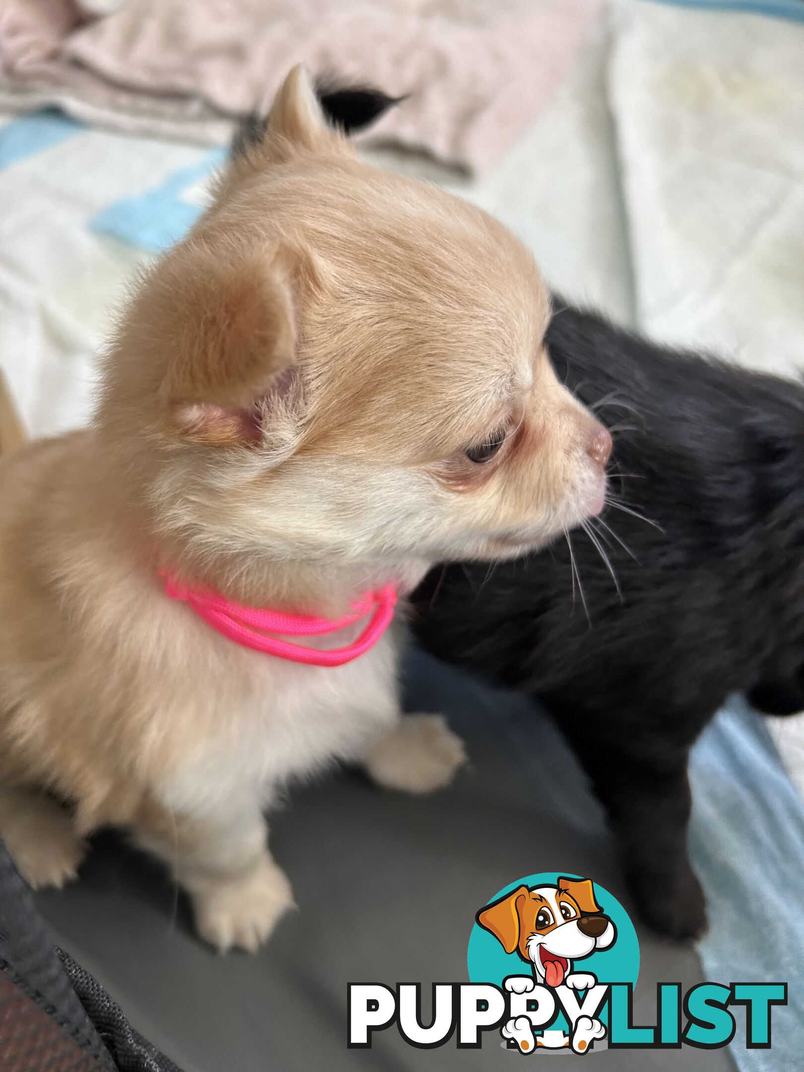 Long Haired Chihuahua Puppy for sale - to approved Homes Only