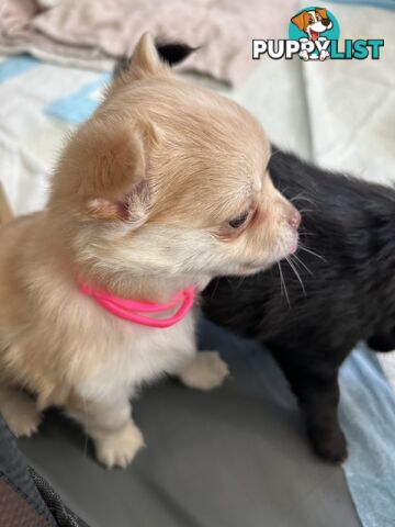 Long Haired Chihuahua Puppy for sale - to approved Homes Only