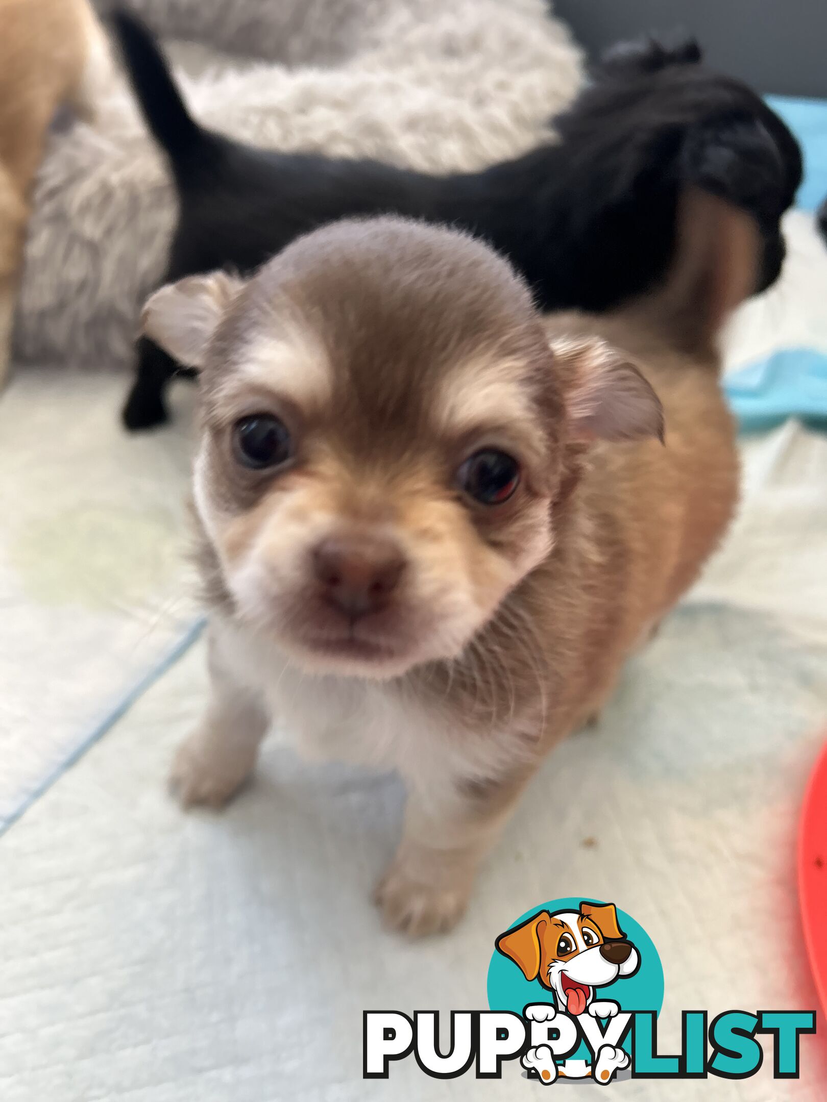 Long Haired Chihuahua Puppy for sale - to approved Homes Only