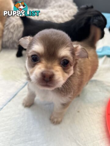 Long Haired Chihuahua Puppy for sale - to approved Homes Only