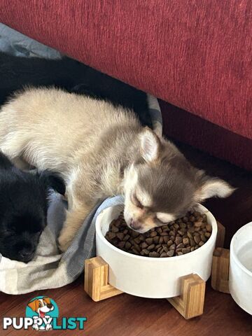 Long Haired Chihuahua Puppy for sale - to approved Homes Only