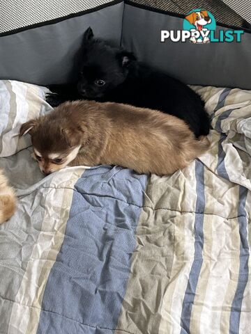 Long Haired Chihuahua Puppy for sale - to approved Homes Only