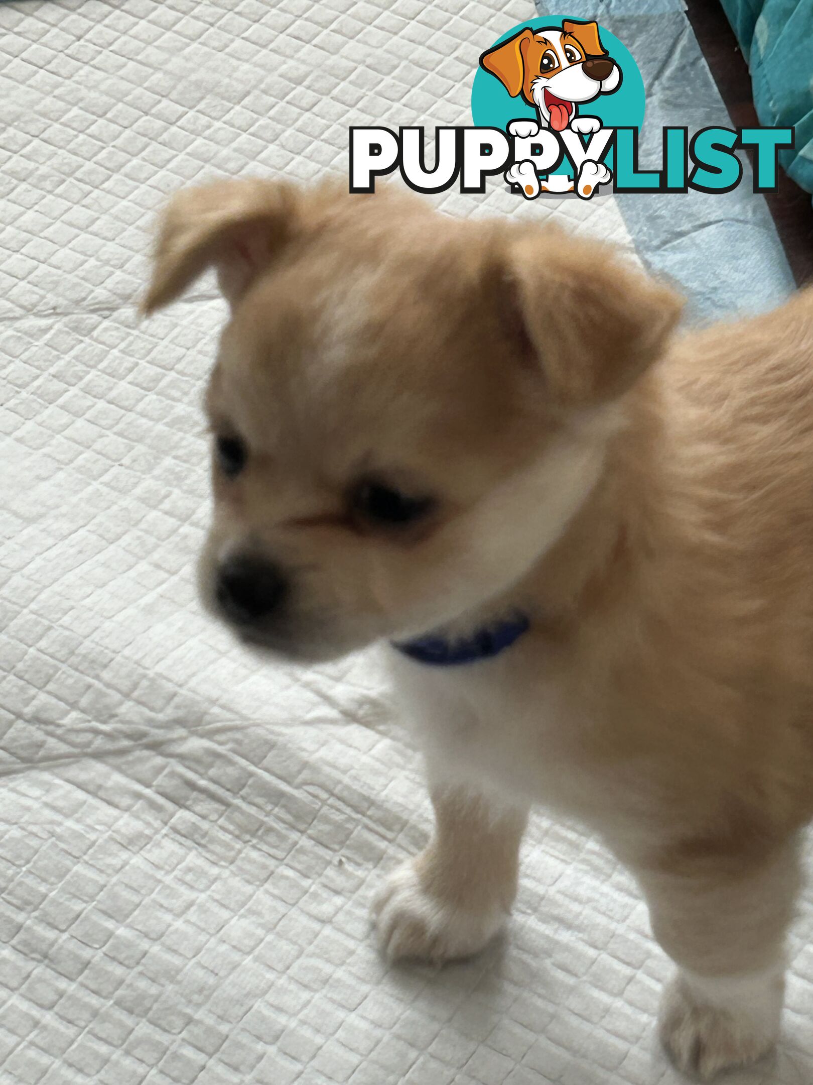 Long Haired Chihuahua Puppy for sale - to approved Homes Only