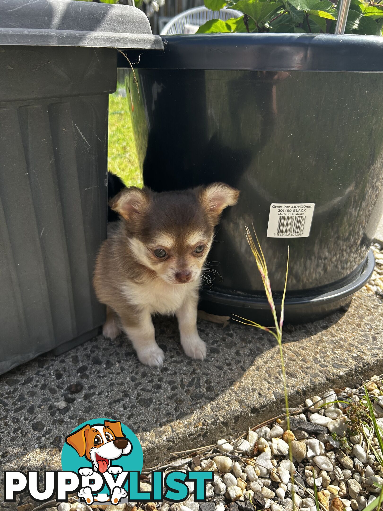 Long Haired Chihuahua Puppy for sale - to approved Homes Only