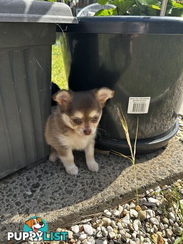 Long Haired Chihuahua Puppy for sale - to approved Homes Only