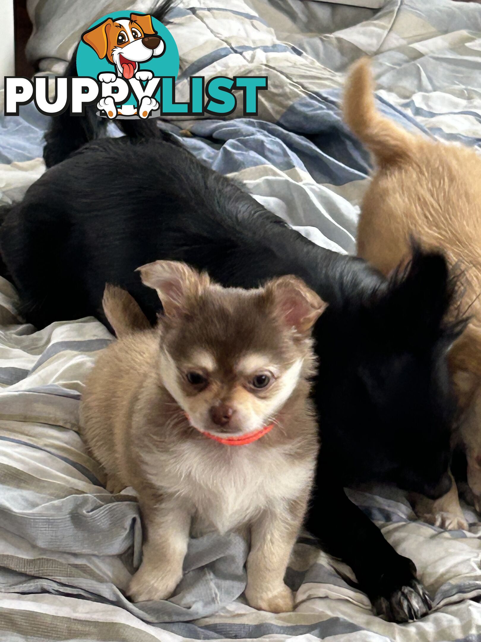 Long Haired Chihuahua Puppy for sale - to approved Homes Only