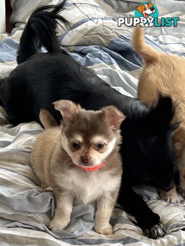 Long Haired Chihuahua Puppy for sale - to approved Homes Only