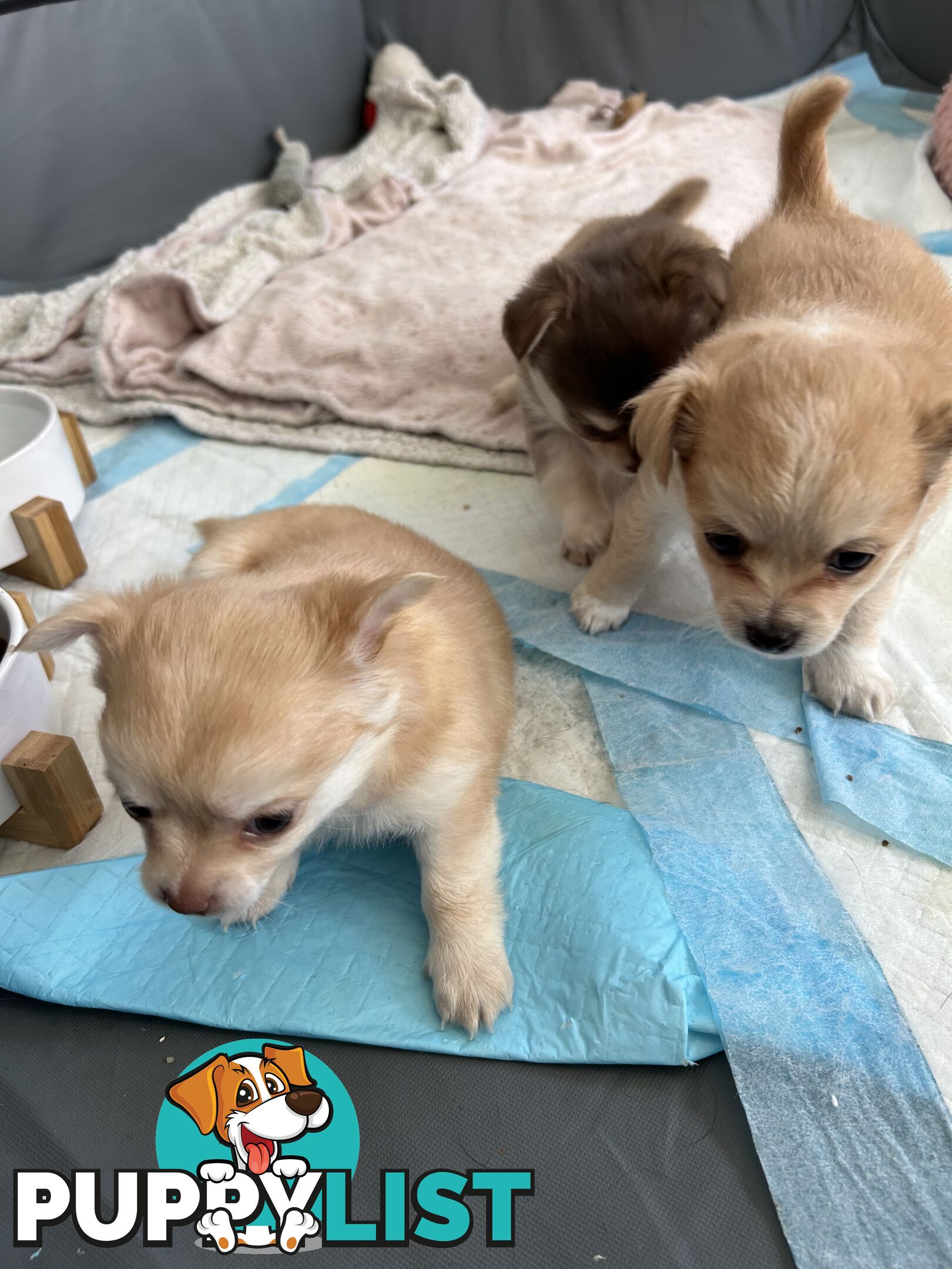 Long Haired Chihuahua Puppy for sale - to approved Homes Only