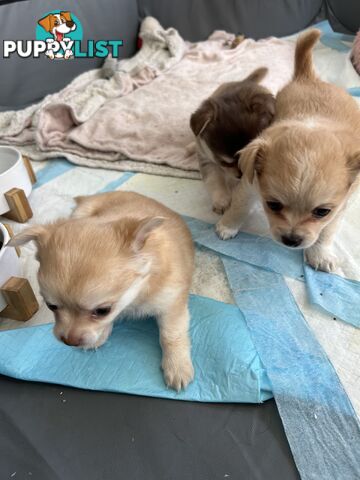 Long Haired Chihuahua Puppy for sale - to approved Homes Only