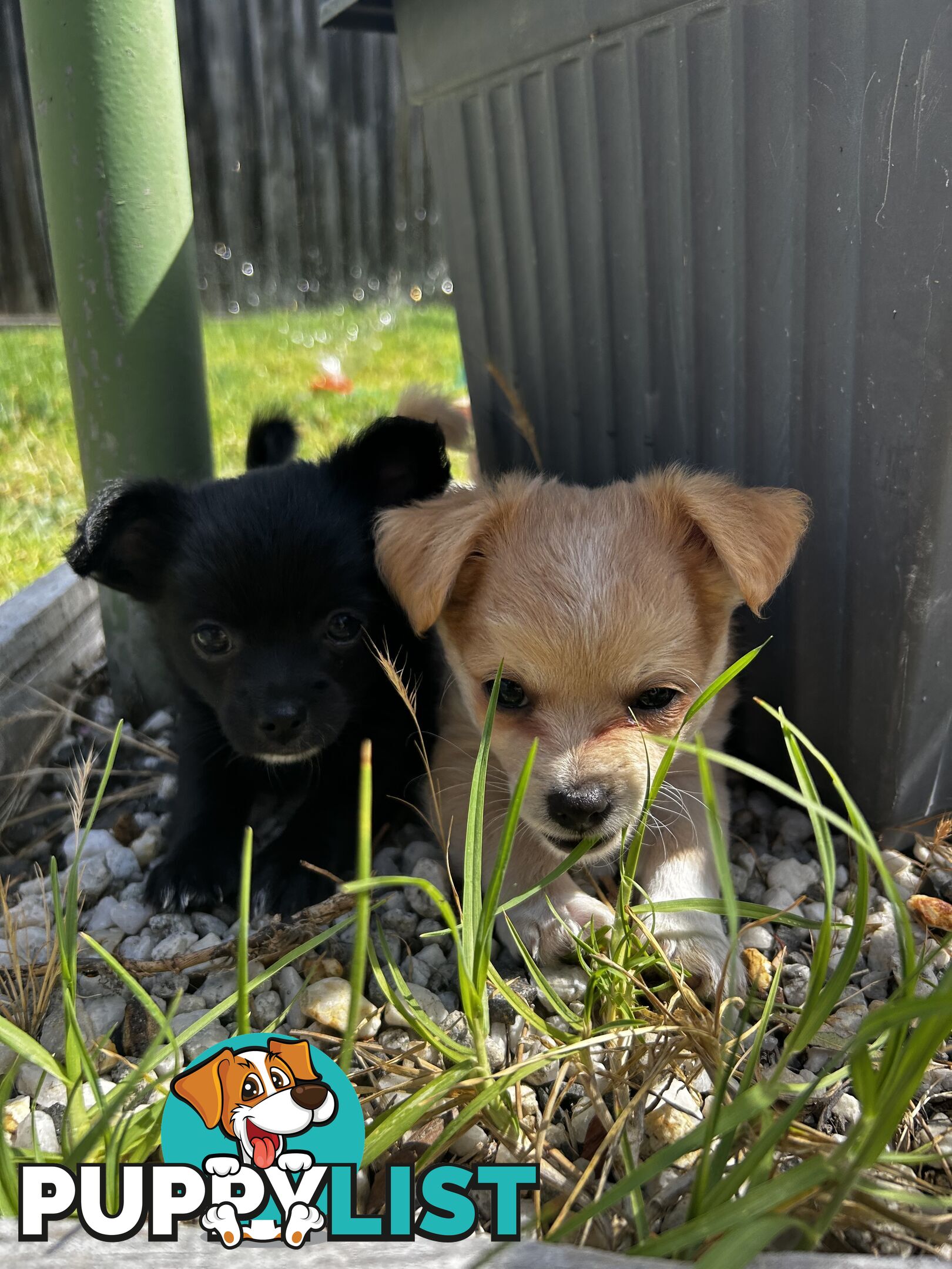 Long Haired Chihuahua Puppy for sale - to approved Homes Only