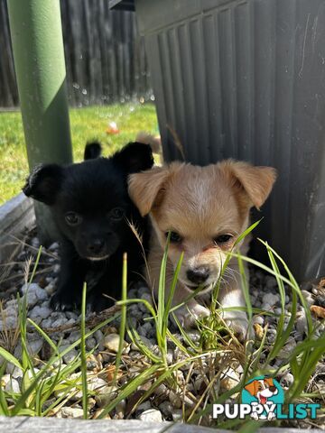 Long Haired Chihuahua Puppy for sale - to approved Homes Only