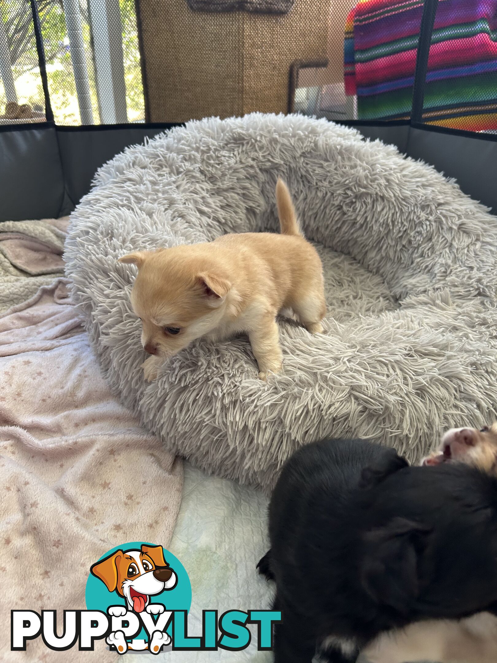 Long Haired Chihuahua Puppy for sale - to approved Homes Only