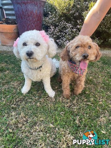 Bichoodle (Bichpoo/Poochon) Puppies