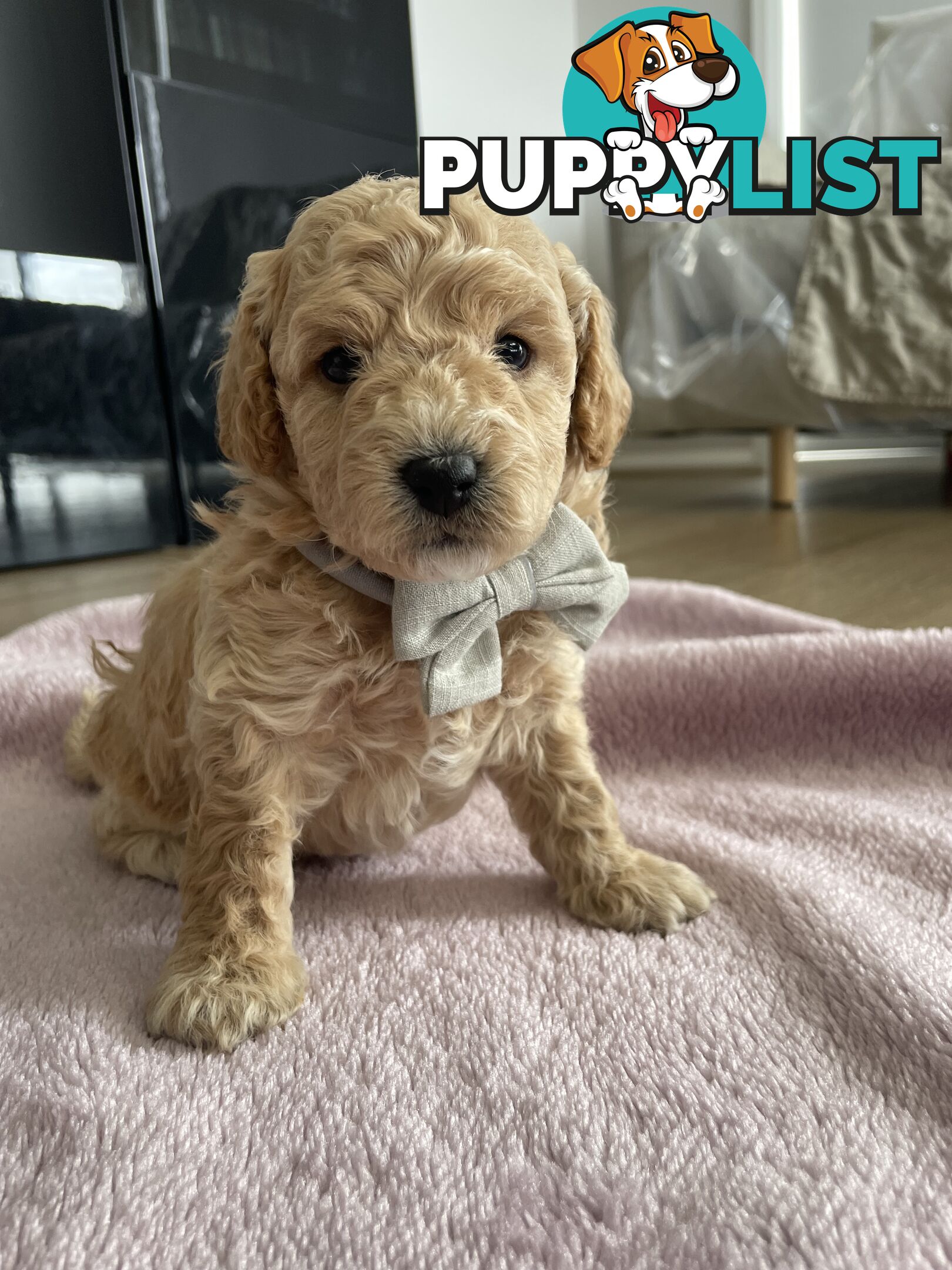 Bichoodle (Bichpoo/Poochon) Puppies