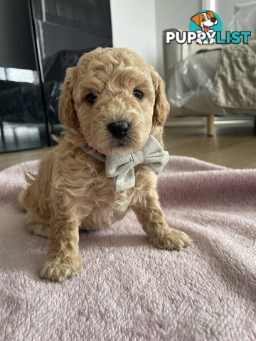 Bichoodle (Bichpoo/Poochon) Puppies