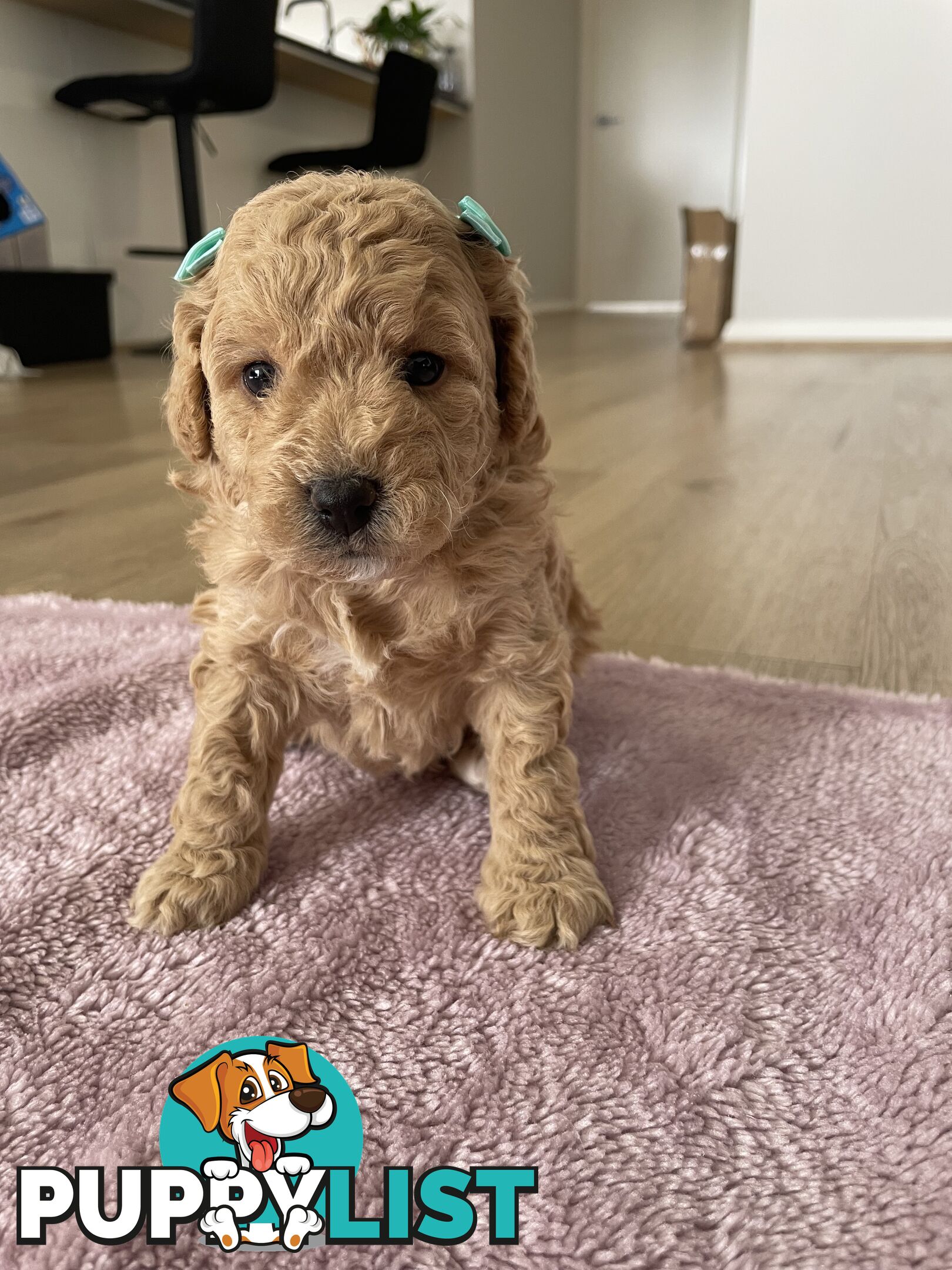 Bichoodle (Bichpoo/Poochon) Puppies