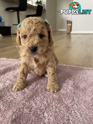 Bichoodle (Bichpoo/Poochon) Puppies