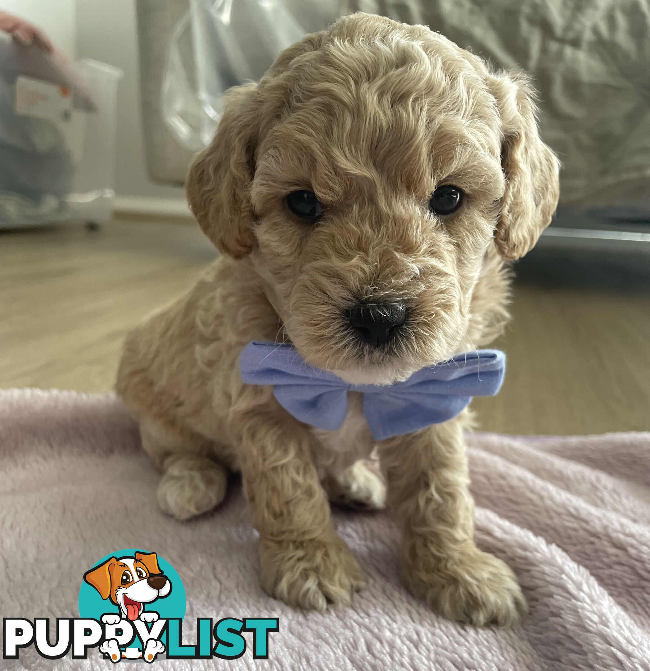 Bichoodle (Bichpoo/Poochon) Puppies