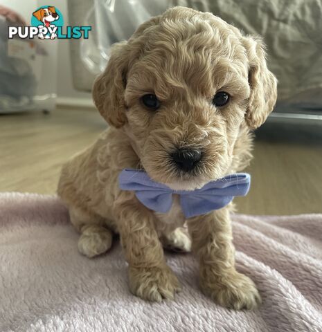 Bichoodle (Bichpoo/Poochon) Puppies