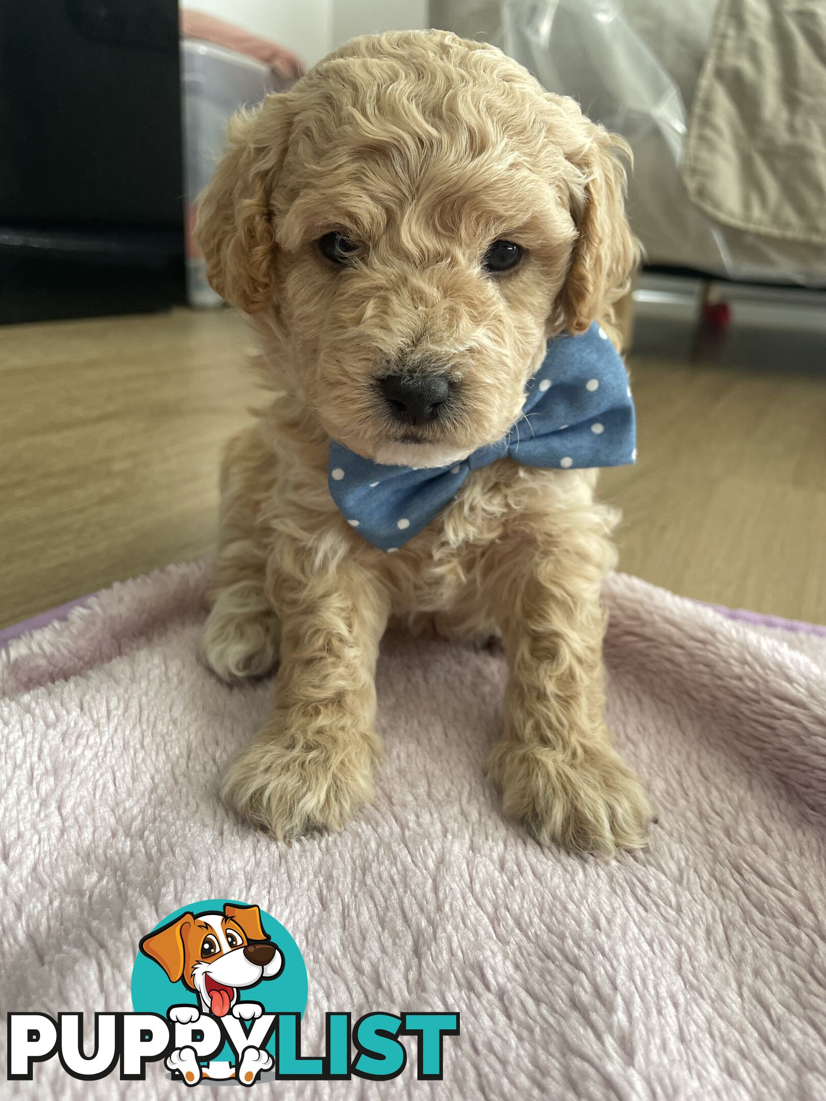 Bichoodle (Bichpoo/Poochon) Puppies