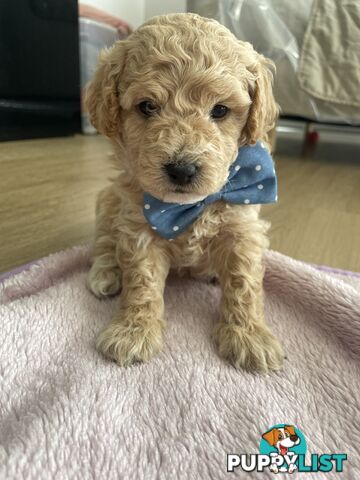 Bichoodle (Bichpoo/Poochon) Puppies