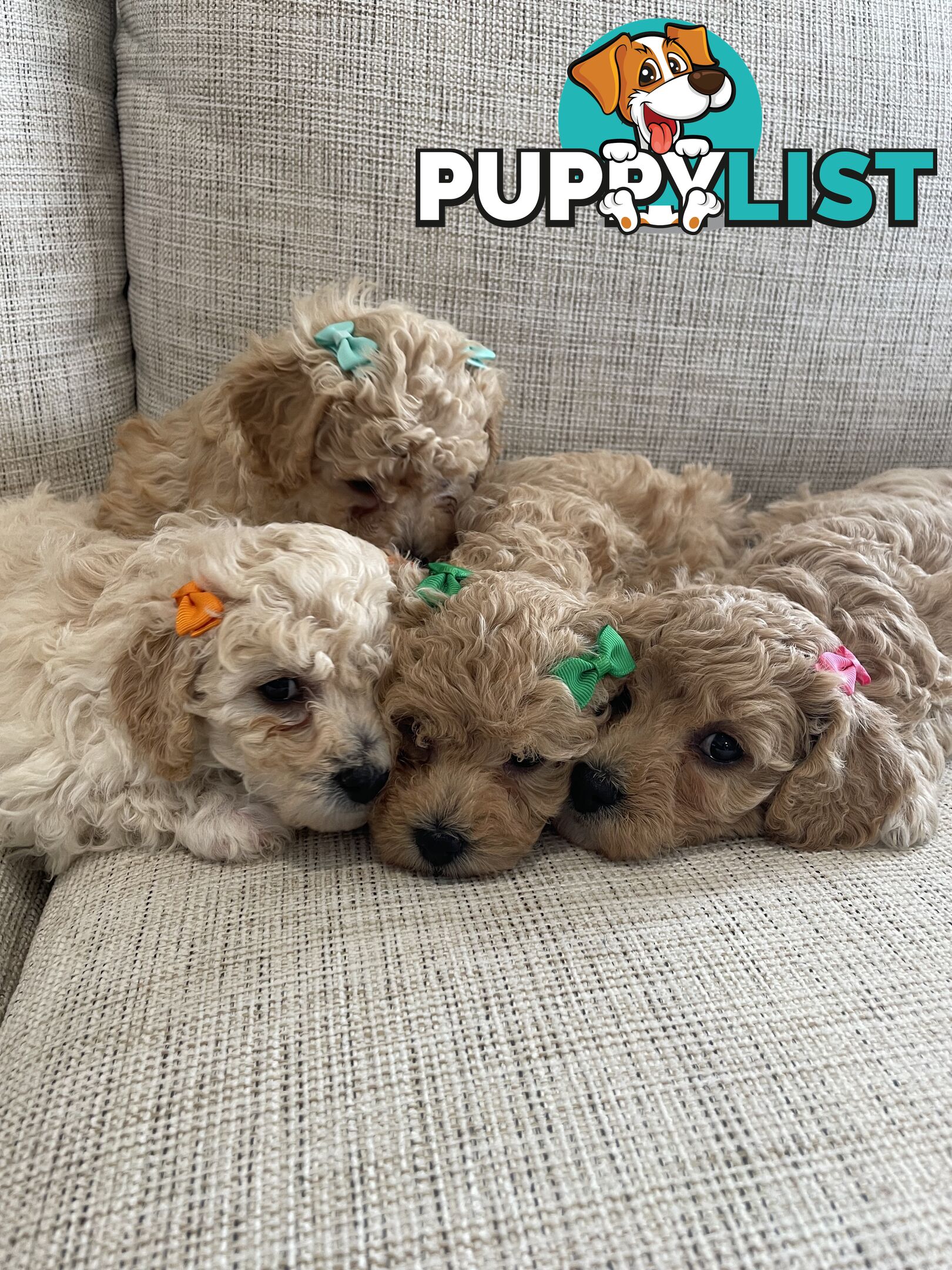 Bichoodle (Bichpoo/Poochon) Puppies