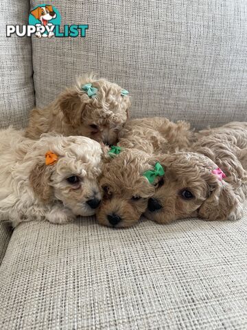 Bichoodle (Bichpoo/Poochon) Puppies