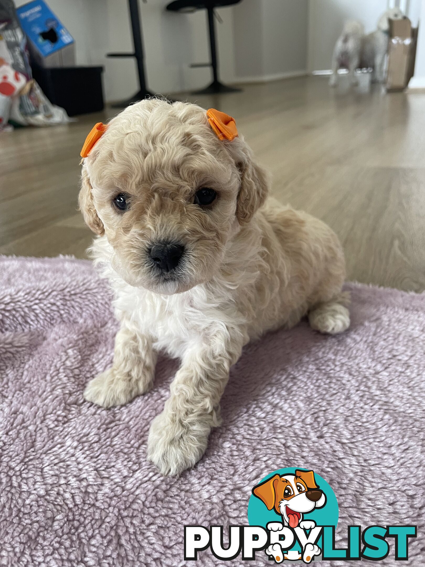 Bichoodle (Bichpoo/Poochon) Puppies