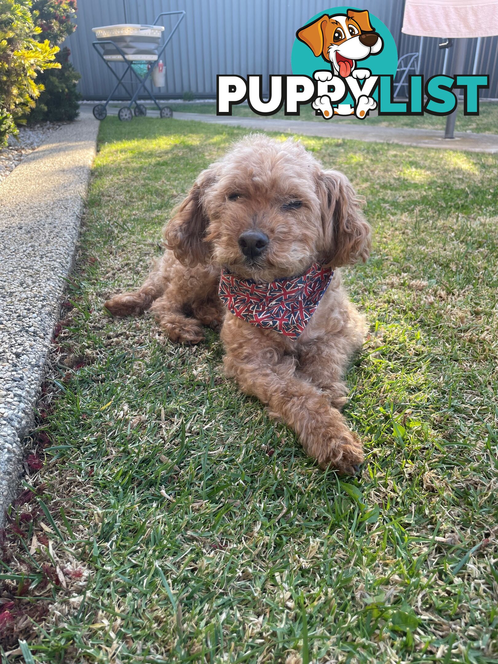 Bichoodle (Bichpoo/Poochon) Puppies