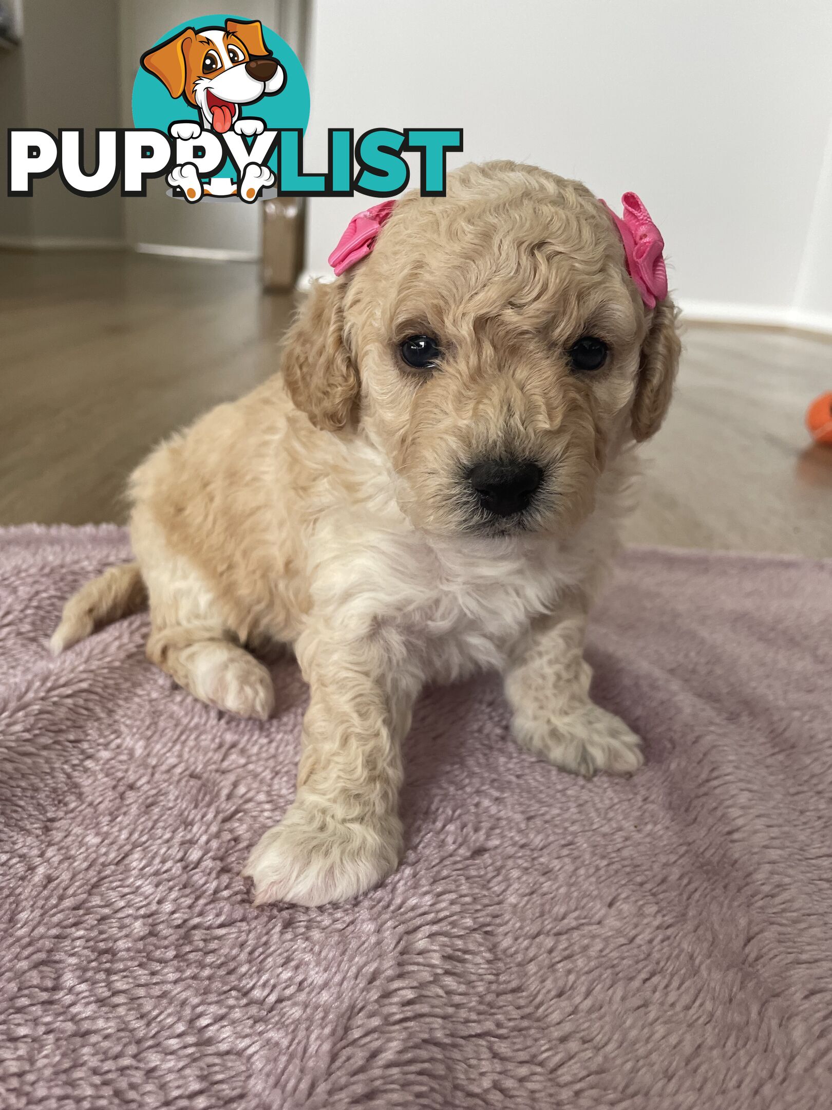 Bichoodle (Bichpoo/Poochon) Puppies