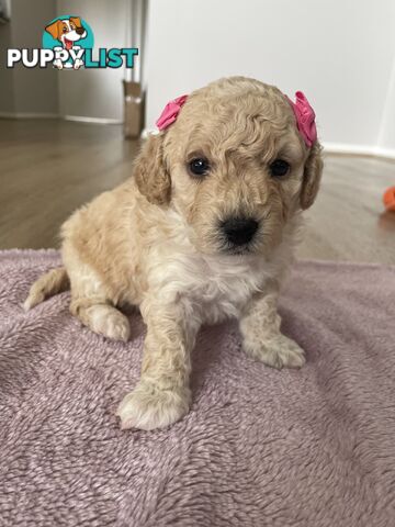 Bichoodle (Bichpoo/Poochon) Puppies