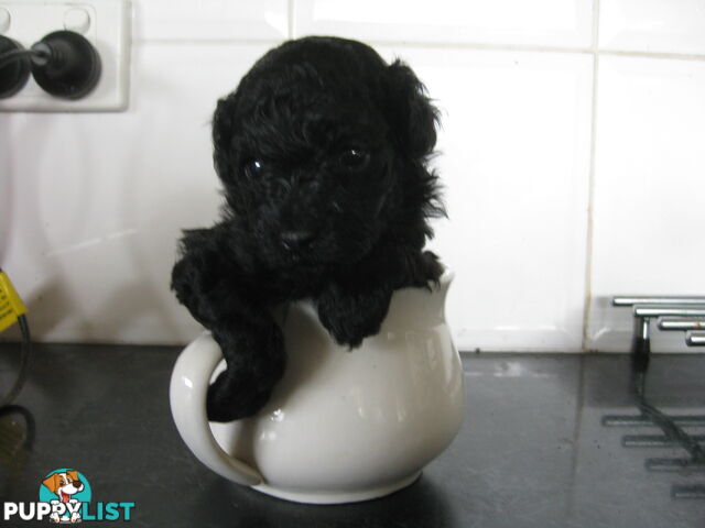 TOY POODLE GIRL