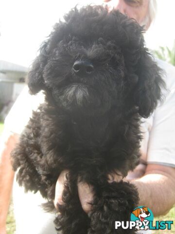 TOY POODLE GIRL