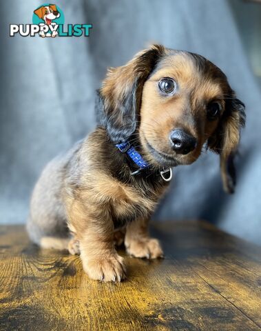 Dachshunds are addictive!!!!