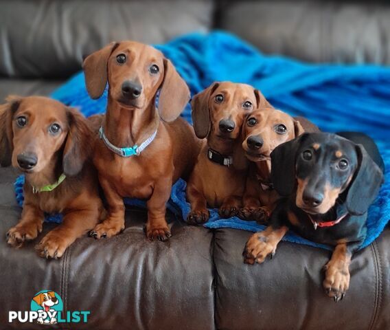 Dachshunds are addictive!!!!