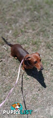 Dachshunds are addictive!!!!