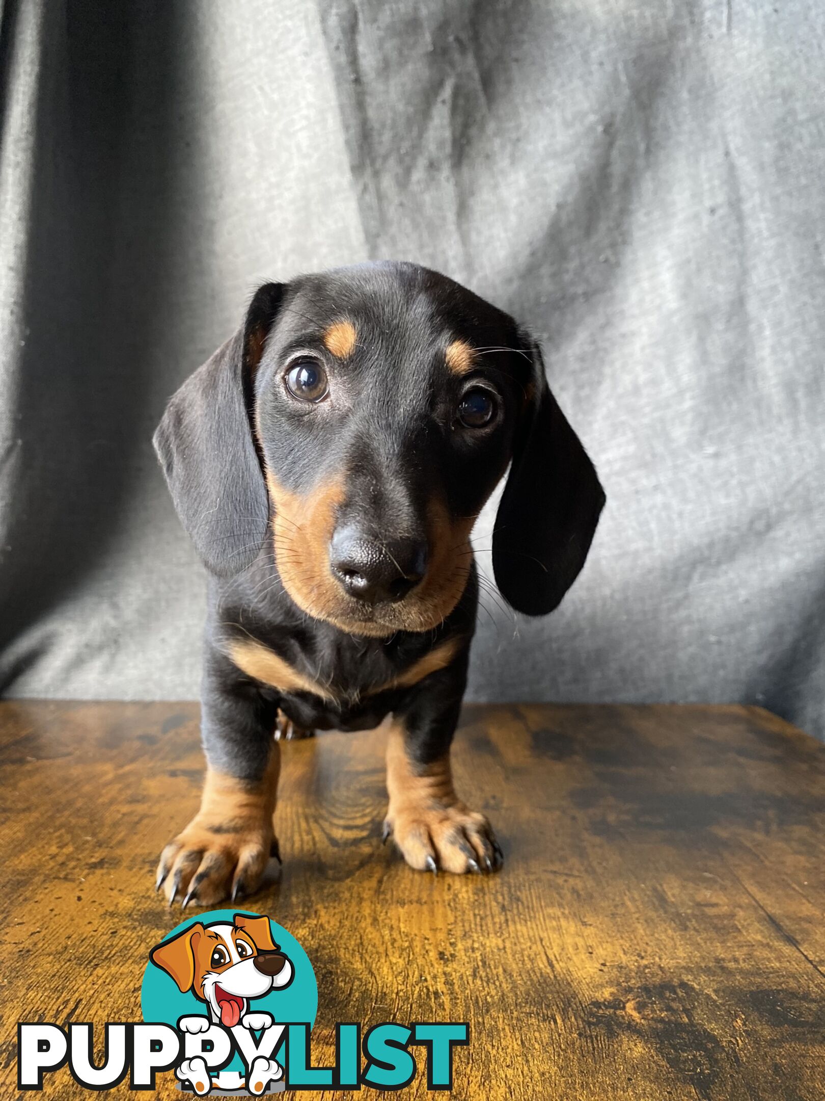 Dachshunds are addictive!!!!