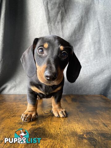 Dachshunds are addictive!!!!